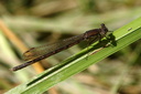 Agrion jouvencelle femelle