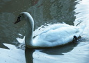 Un cygne